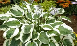 Hosta Plants Care and Growing Guide (Most Detailed)