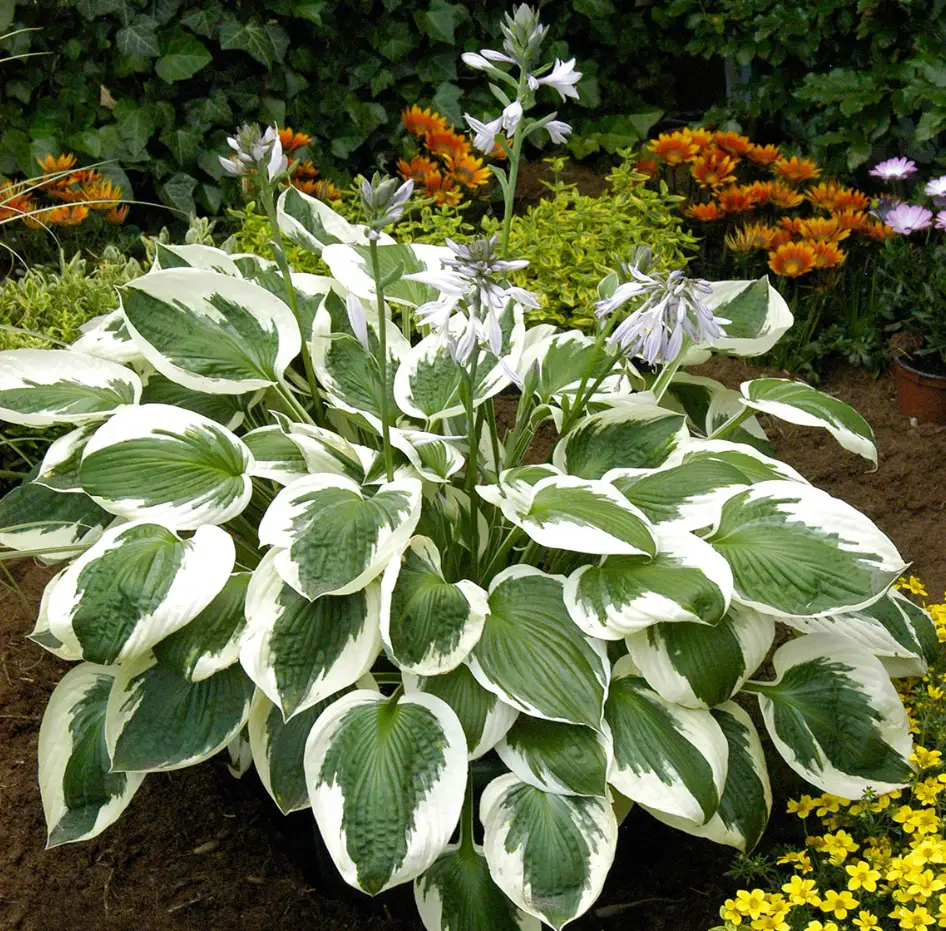 Hosta Plants