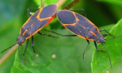 How to Get Rid of Boxelder Bugs: 6 Effective Ways