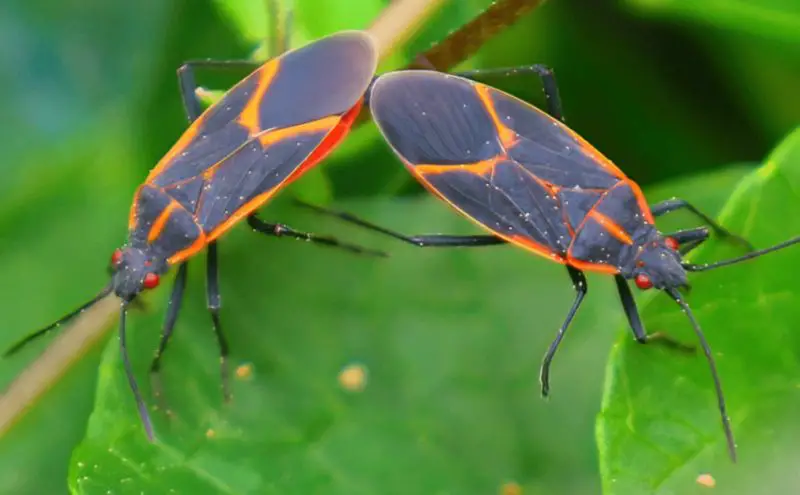 Tiny Orange Bugs