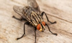 How to Get Rid of Flies Indoors and Outdoors Effectively