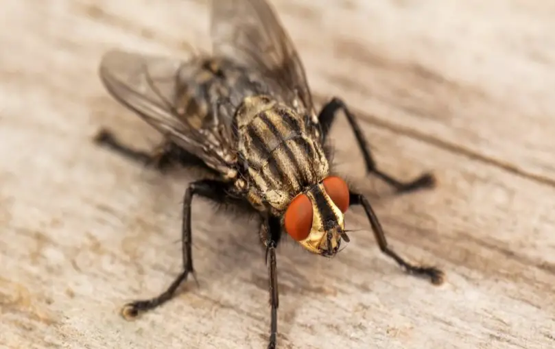 How to Get Rid of Flies Indoors and Outdoors Effectively