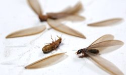 13 Tips on How to Get Rid of Flying Termites (Natural Ways)