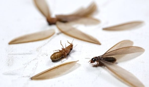 How to Get Rid of Flying Termites