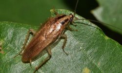 10 Tips on How to Get Rid of German Cockroaches Naturally