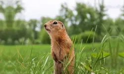 Top Tips on How to Get Rid of Gophers in Your Garden