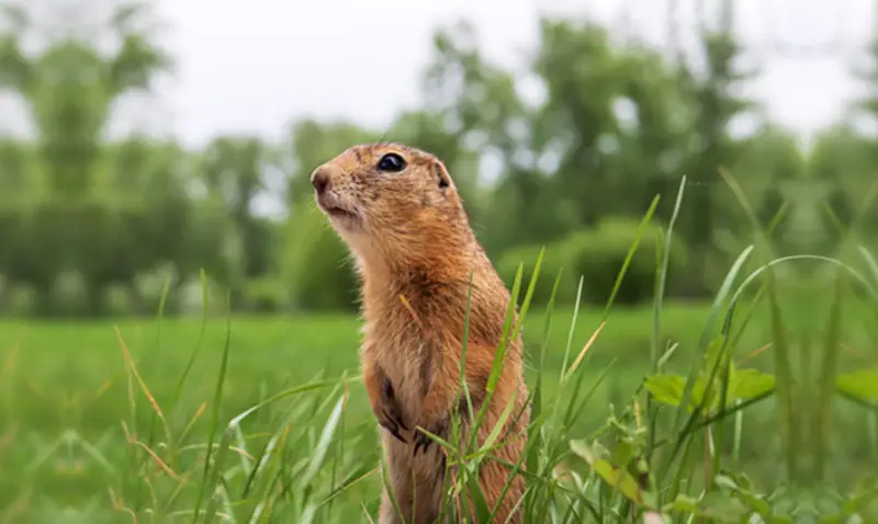 How to Get Rid of Gophers