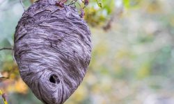 How to Get Rid of a Hornet’s Nest: 20 Safe and Effective Ways