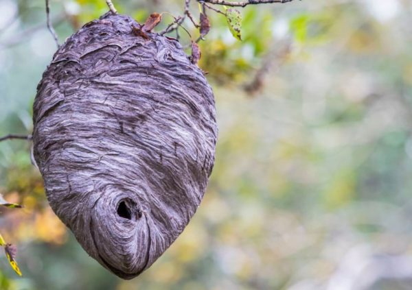 How to Get Rid of a Hornet's Nest