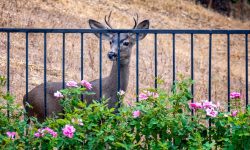 21 Tips on How to Keep Deer Out of Your Garden