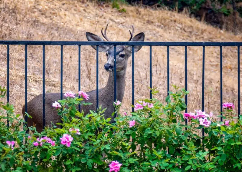 How to Keep Deer Out of Your Garden