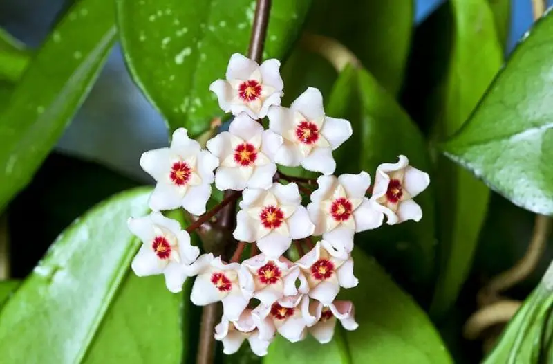 Hoya Plant