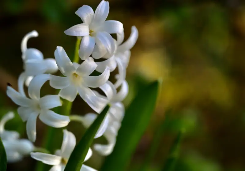 Types of White Flowers