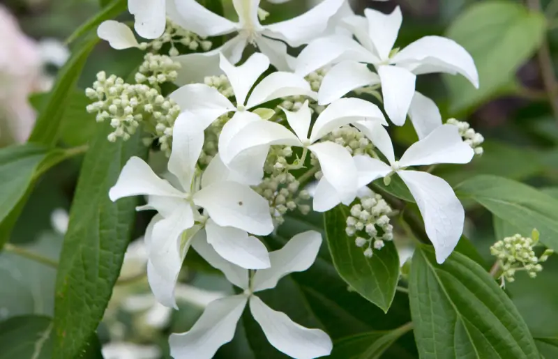 Types of White Flowers