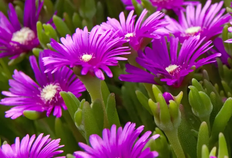 Ice Plant