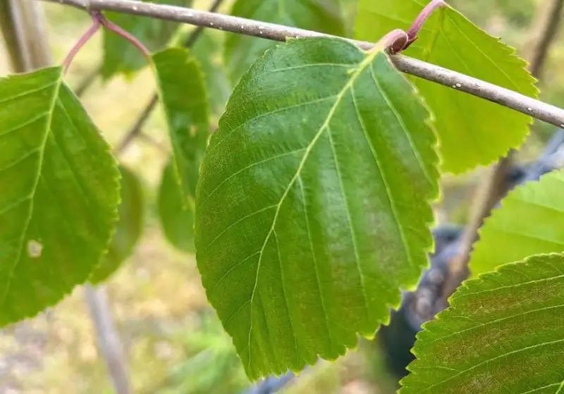 Types of Birch Trees