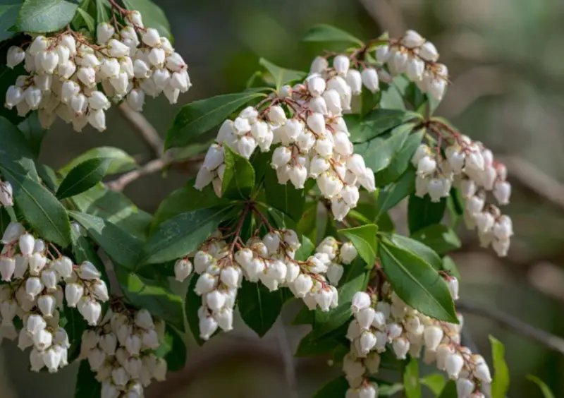 Types of White Flowers