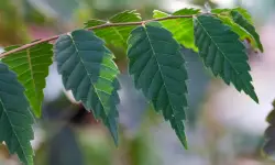 20 Types of Elm Trees (Leaves Identification and Pictures)