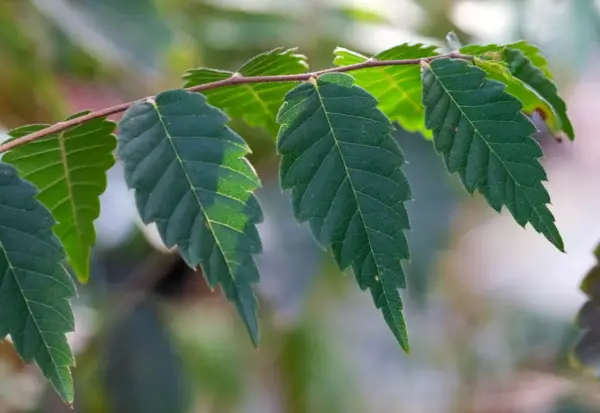 Elm Trees Leaves