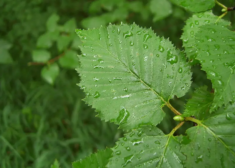 Types of Birch Trees