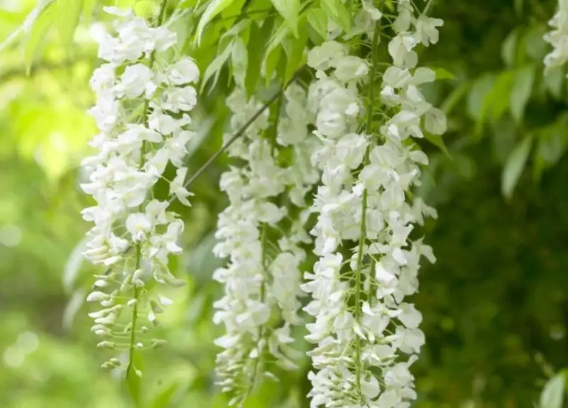 Types of White Flowers