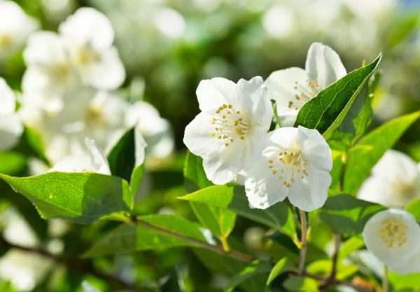 Jasmine Plant