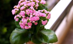 Kalanchoe Plant Care and Growing Guide (Most Detailed)