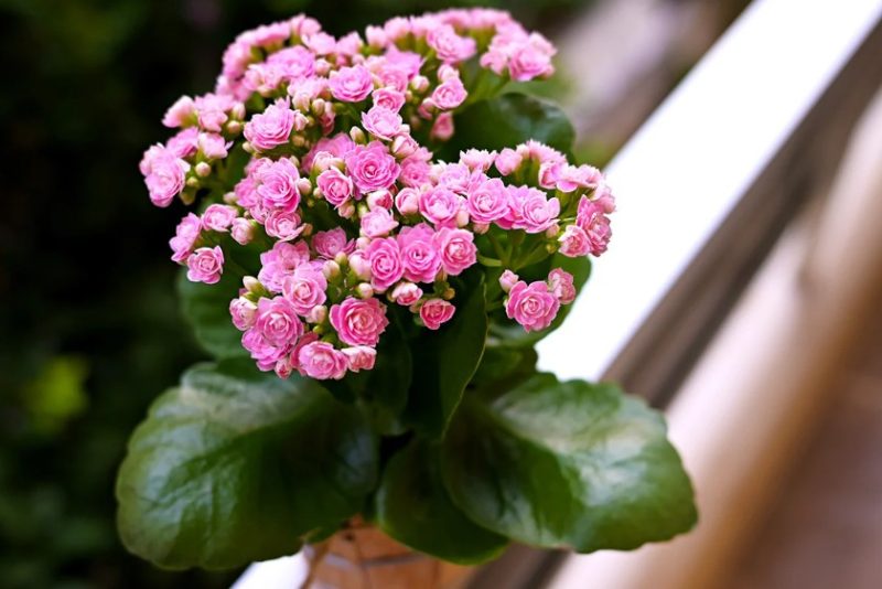 Kalanchoe Plant