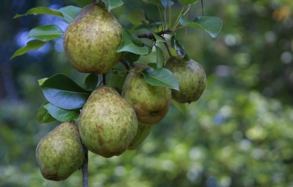 Types of Pear Trees