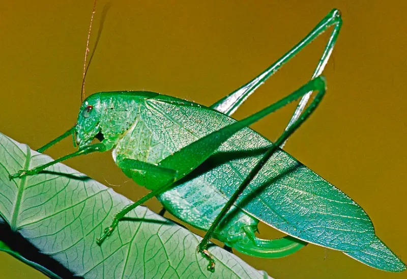 Grasshopper Species in Florida