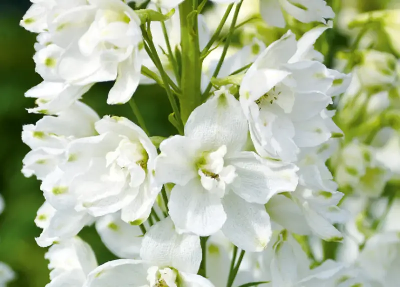 Types of White Flowers