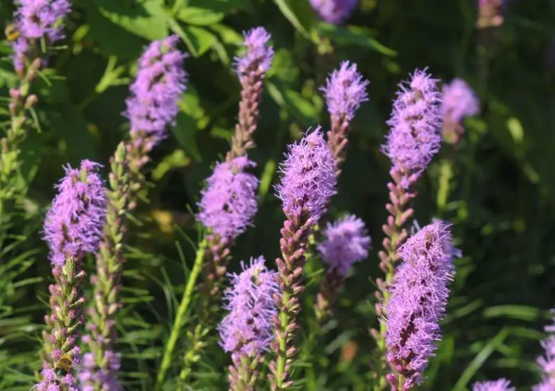 Flowers That Bloom in Summer