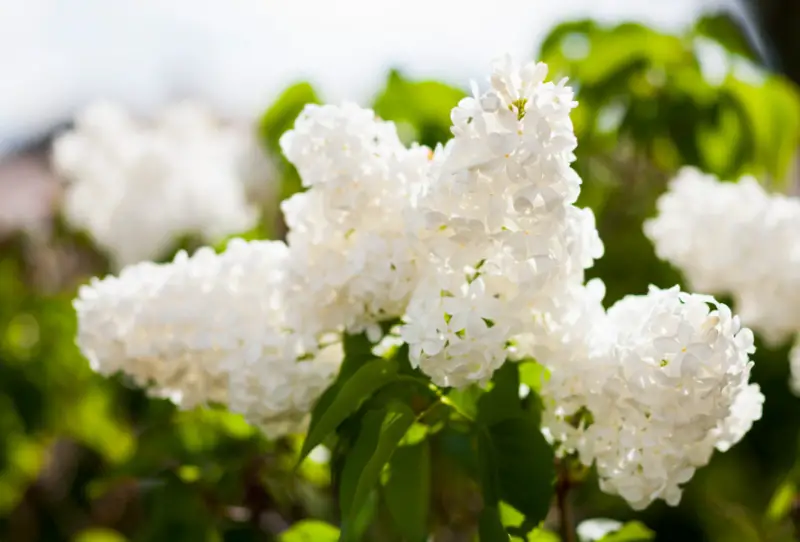 Types of White Flowers