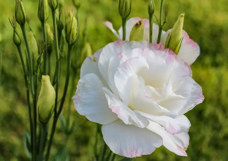 Types of White Flowers