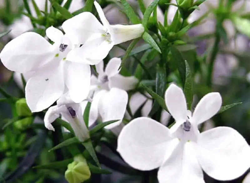 Types of White Flowers