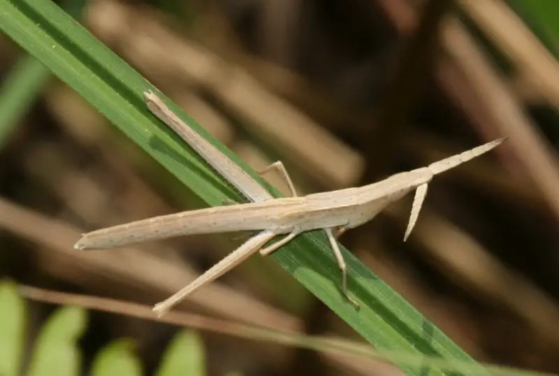 Grasshopper Species in Florida