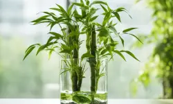 Lucky Bamboo Plant Care and Growing Guide (Most Detailed)