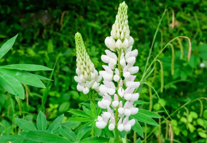 Types of White Flowers