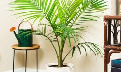 Majesty Palm Care and Growing Guide (Most Detailed)