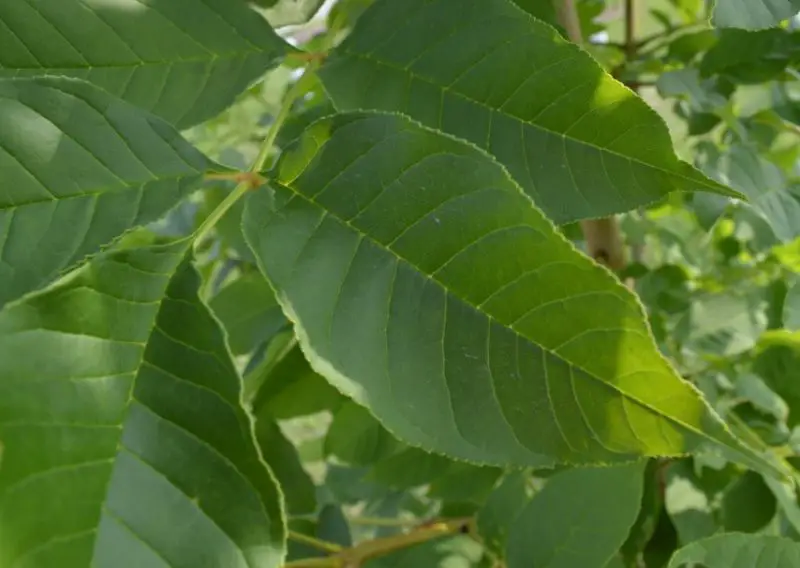 Types of Ash Trees