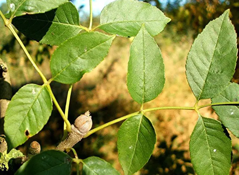 Ash Tree Leaves