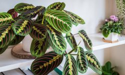 Maranta Prayer Plant Care and Growing Guide (Most Detailed)