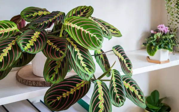 Maranta Prayer Plant