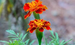 Marigold Flowers Care and Growing Guide with Top Tips