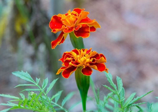 Marigold Flowers Care