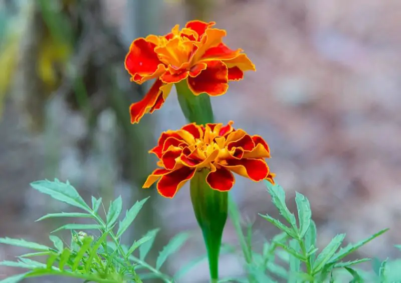 Flowers That Bloom in Summer