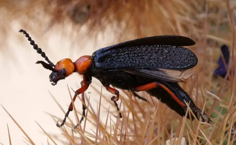 Red and Black Bugs