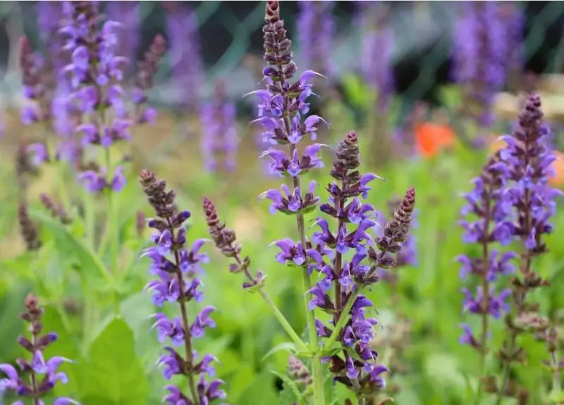 Flowers That Are Deer Proof