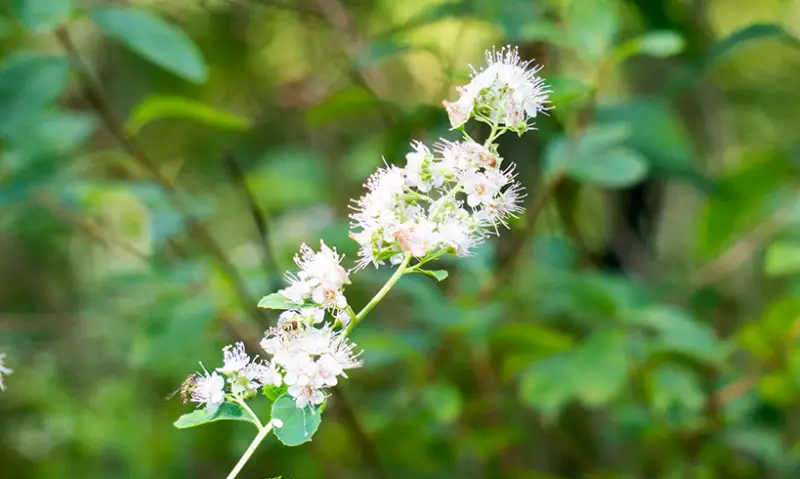 Types of White Flowers