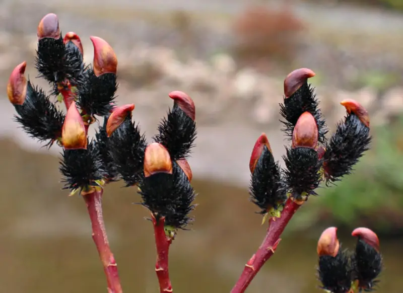 black flower